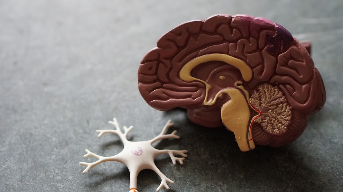 EMF and Gut Health: Can Electromagnetic Fields Affect Your…