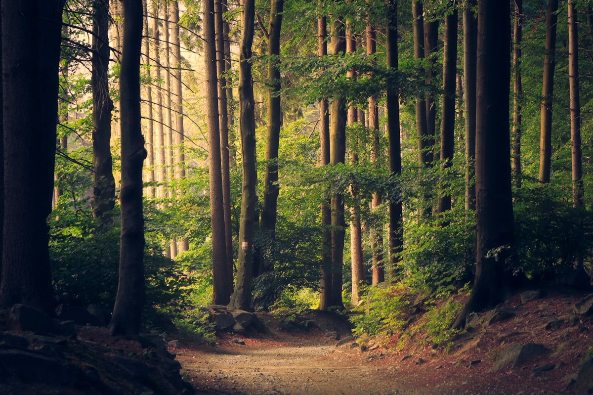 Some researchers are finding that controlled EMF exposure can actually boost plant growth — the opposite of what you might expect