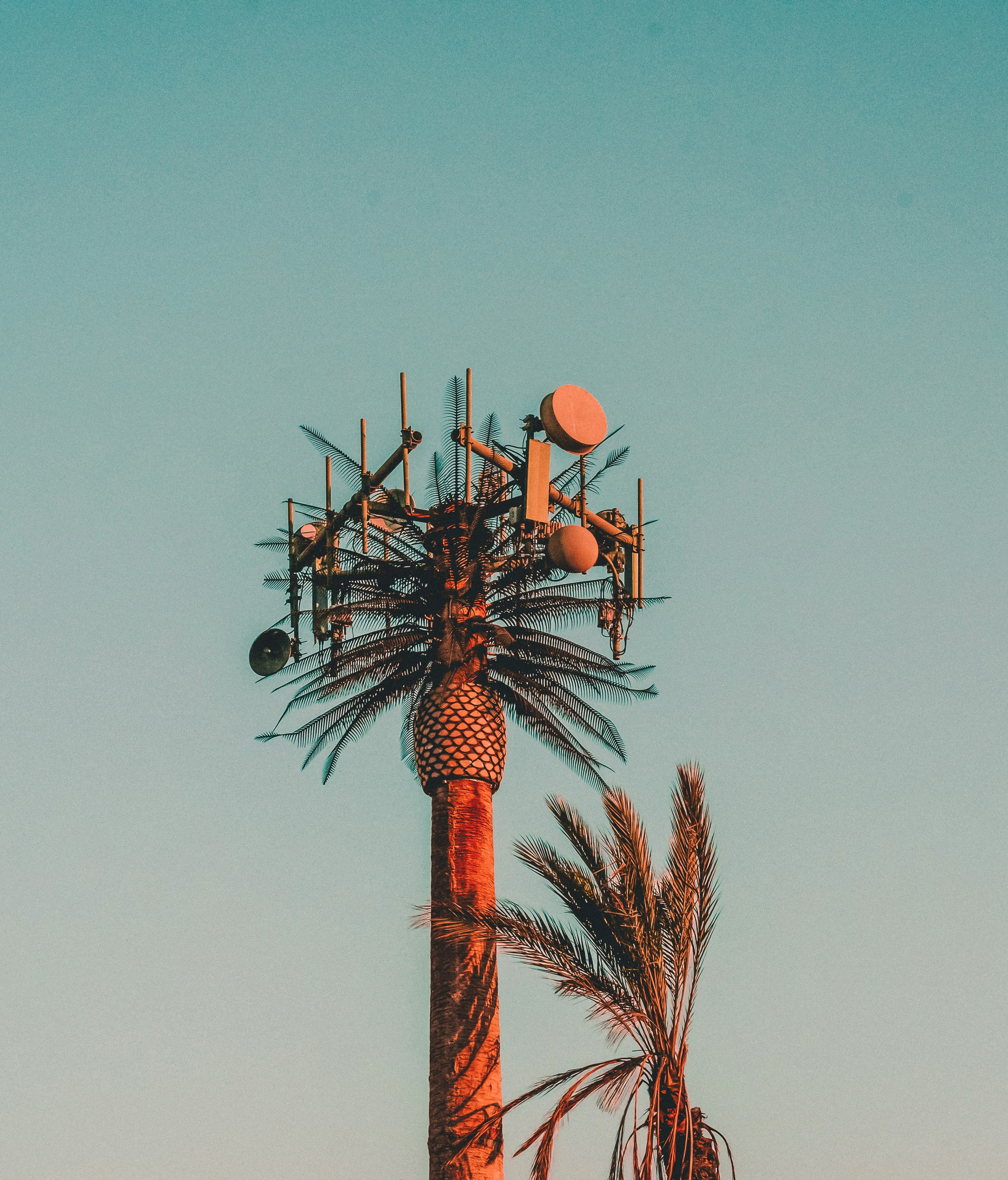 A cell tower disguised as a palm tree — antennas and microwave dishes visible among the fake fronds